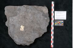 Foto (Objekt + Etikett) von Calamites communis Ettingshausen (NHMW-GEO-2024-0188-10978)